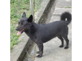 7/2＿No.62　雑種(那覇市)