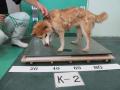 7/7　柴犬(うるま市)　K-2