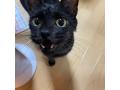 7/23＿No.95　雑種(うるま市)
