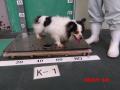 7/31　雑種(八重瀬町)　K-1