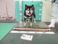 7/31　柴犬(与那原町)　M-1