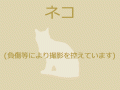 8/6　雑種(豊見城市)　M-1