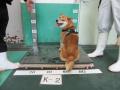 8/10　柴犬(沖縄市)　K-2