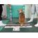 8/10　柴犬(沖縄市)　K-2