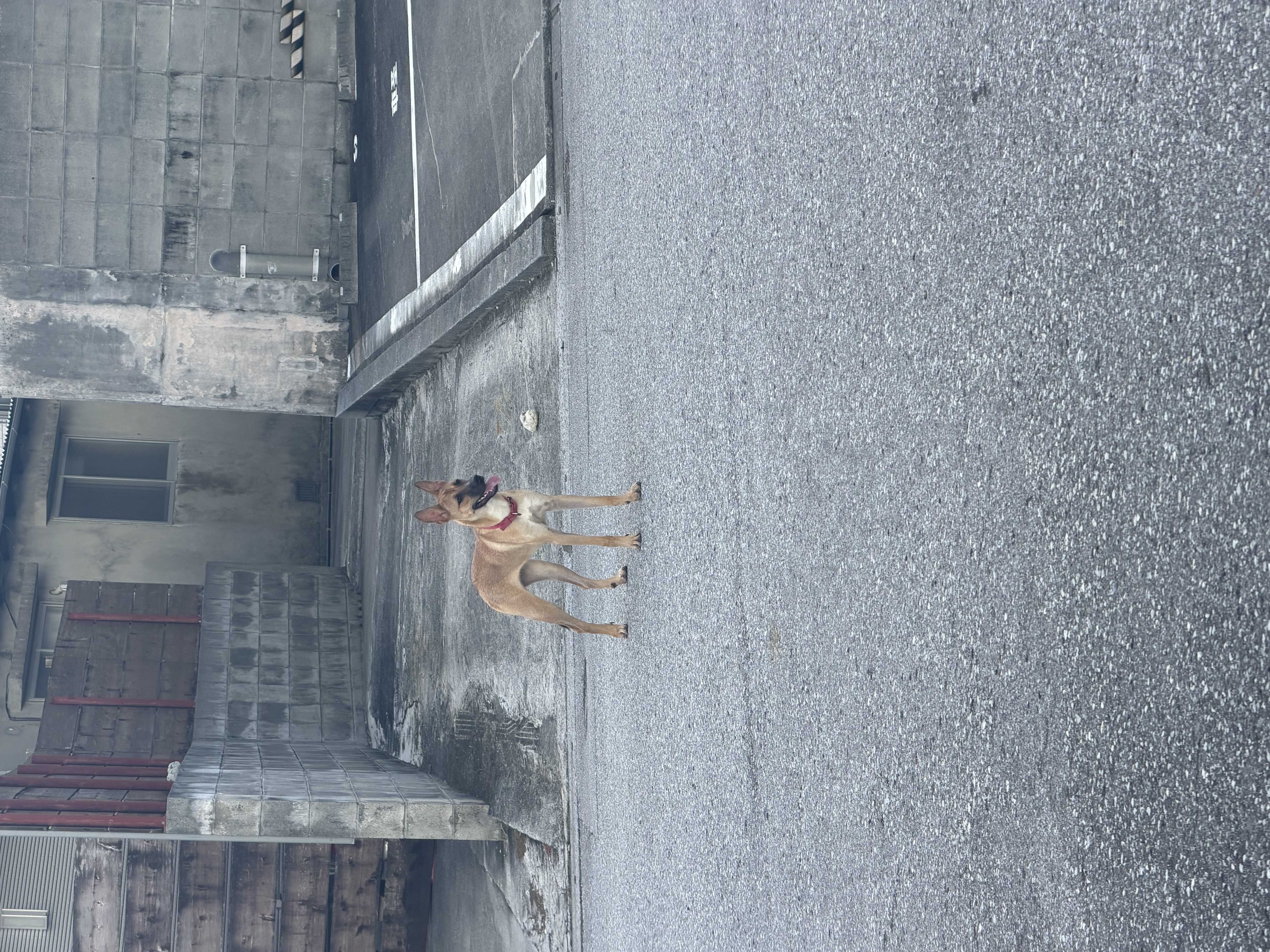 枚目写真
