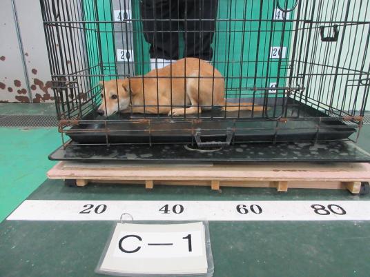 枚目写真