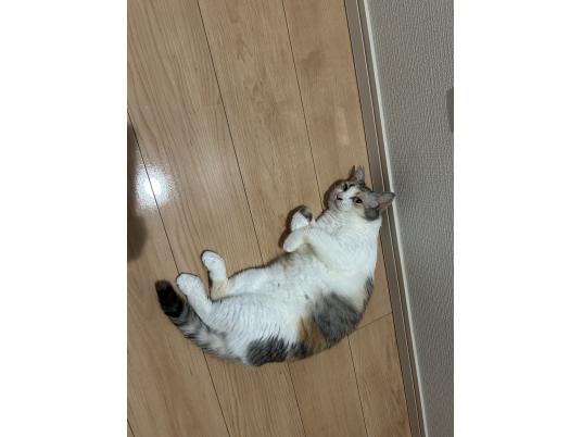 枚目写真