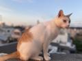 10/21＿No.184　雑種(浦添市)