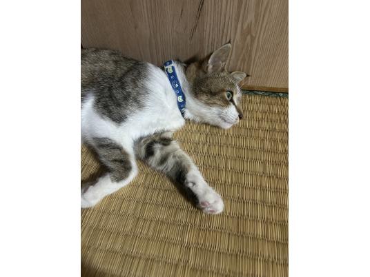 2枚目写真