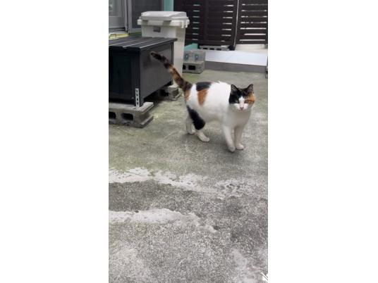 2枚目写真