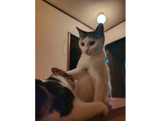 2枚目写真