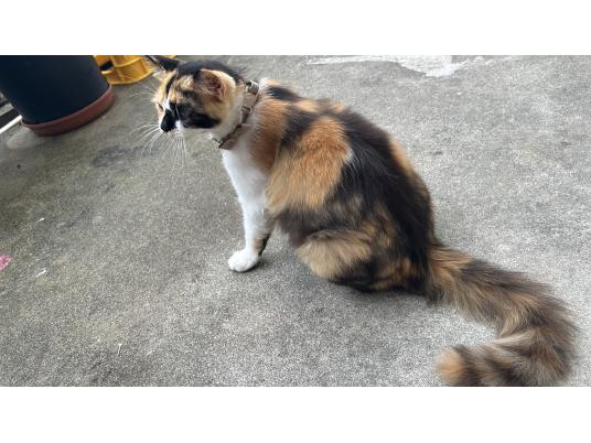2枚目写真