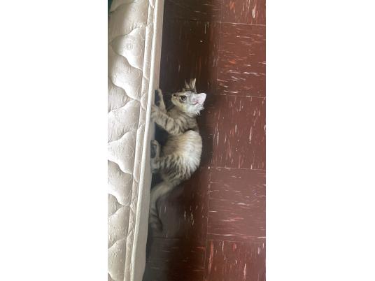 2枚目写真