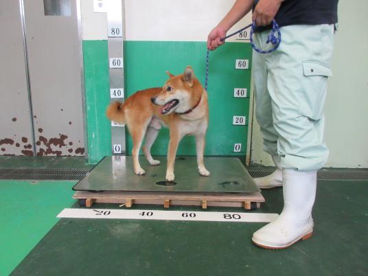 2枚目写真