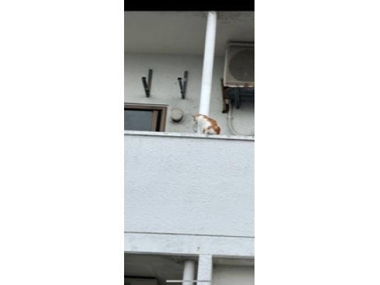 2枚目写真