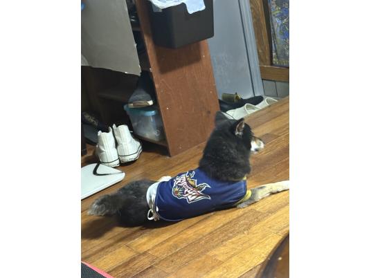 2枚目写真