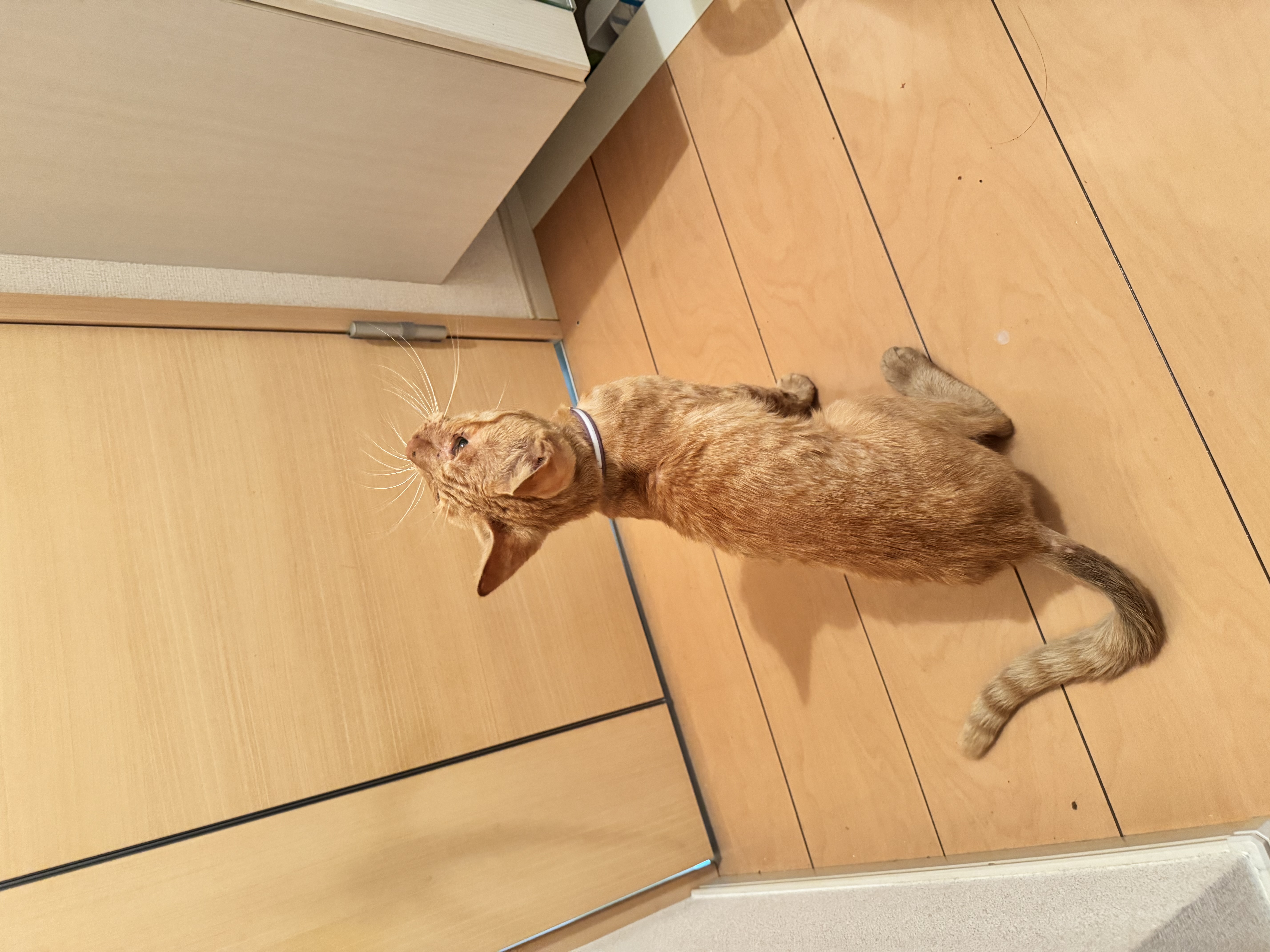 2枚目写真