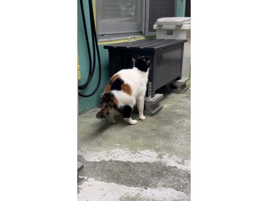 3枚目写真