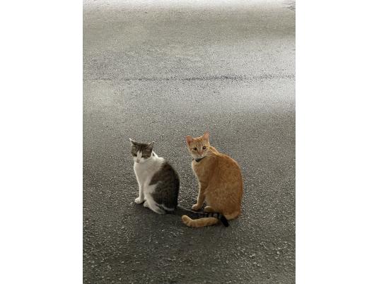 3枚目写真