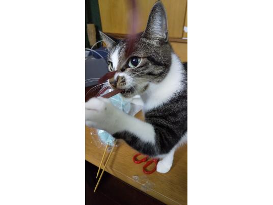 3枚目写真