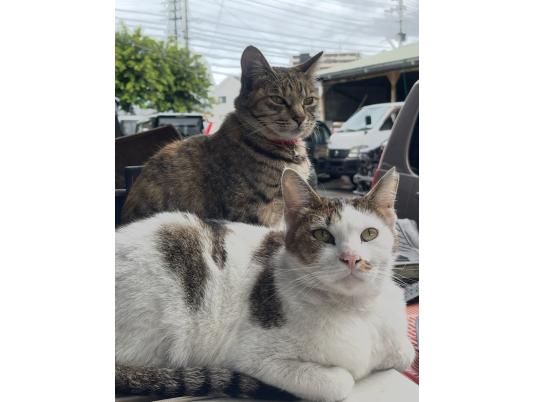 3枚目写真