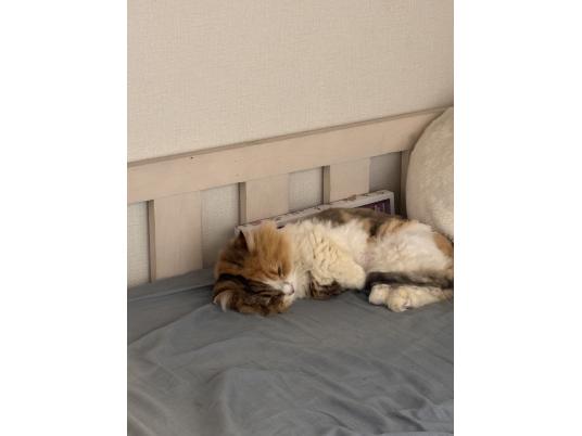 3枚目写真