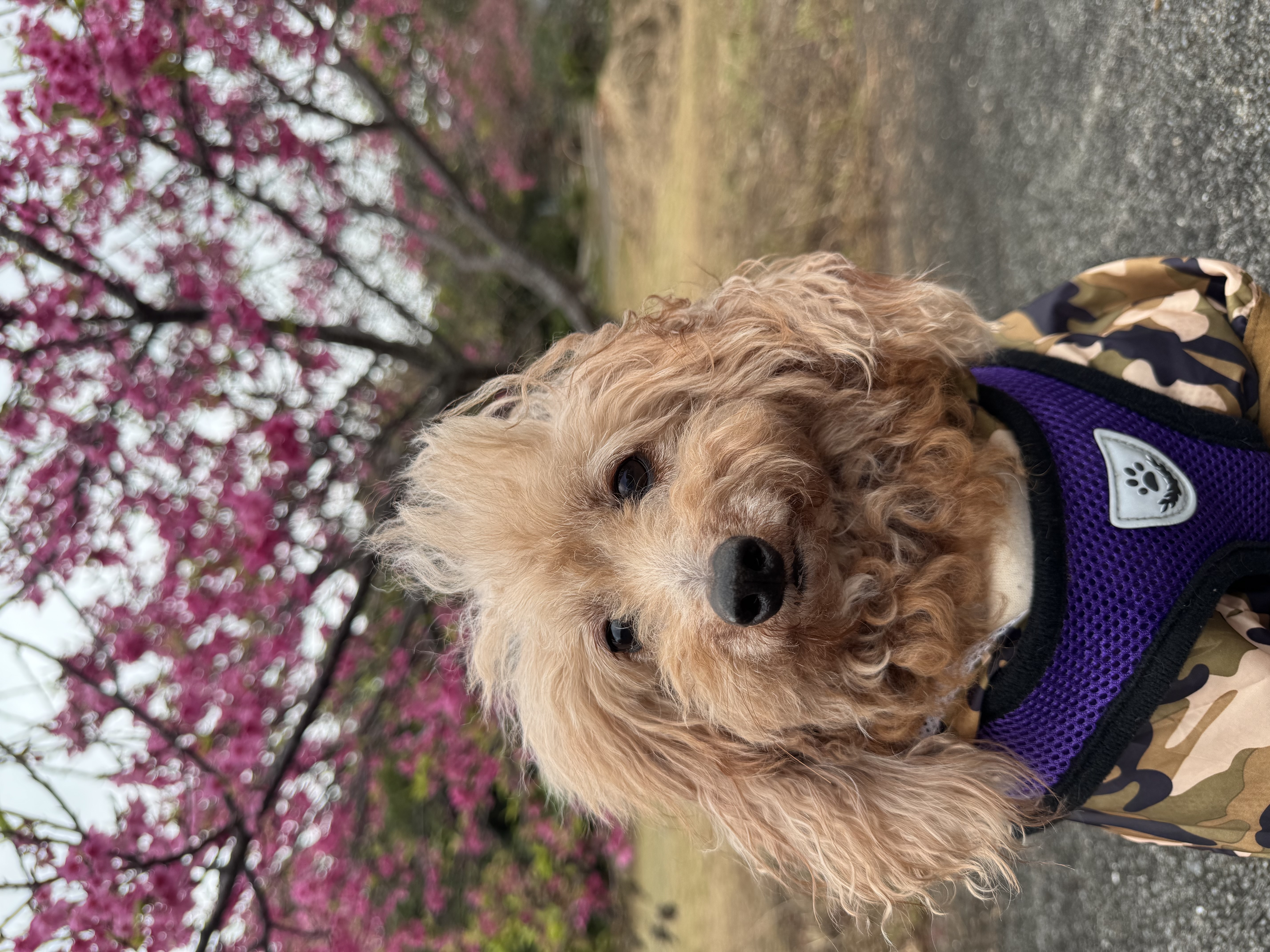 3枚目写真