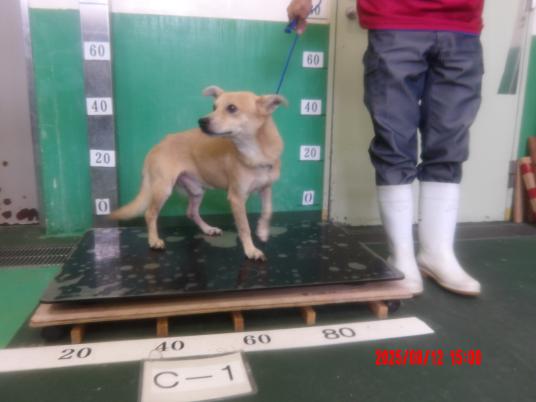 3枚目写真