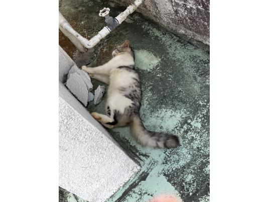 3枚目写真