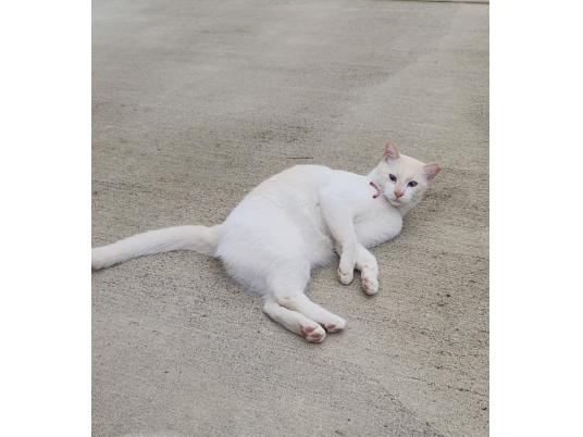 3枚目写真
