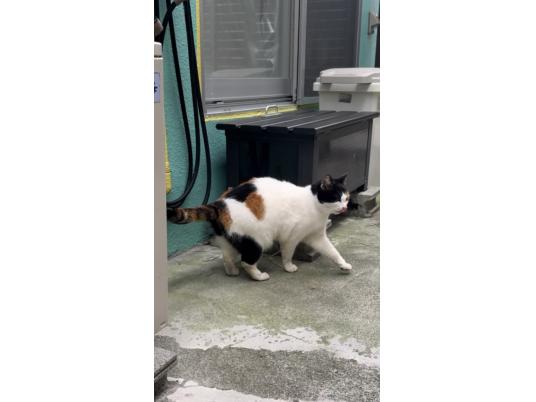 4枚目写真