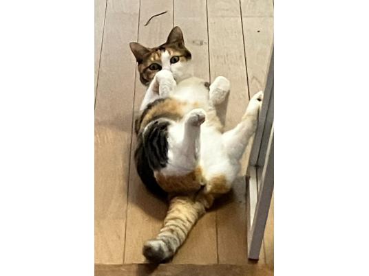 4枚目写真