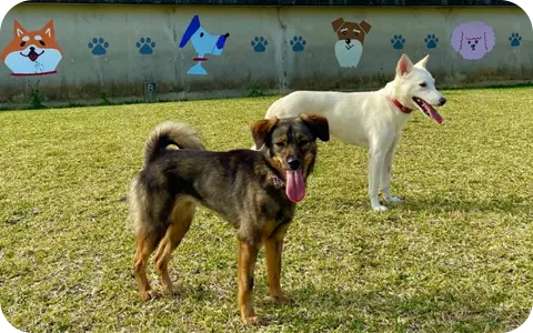 愛犬と一緒に