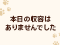 4月30日の猫の収容はありませんでした。